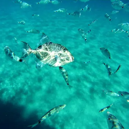 Caba's Vacation Ever *